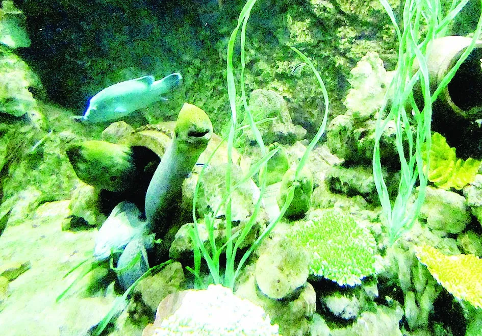 Quyến rũ đảo “ngọc” Phú Quốc ảnh 4