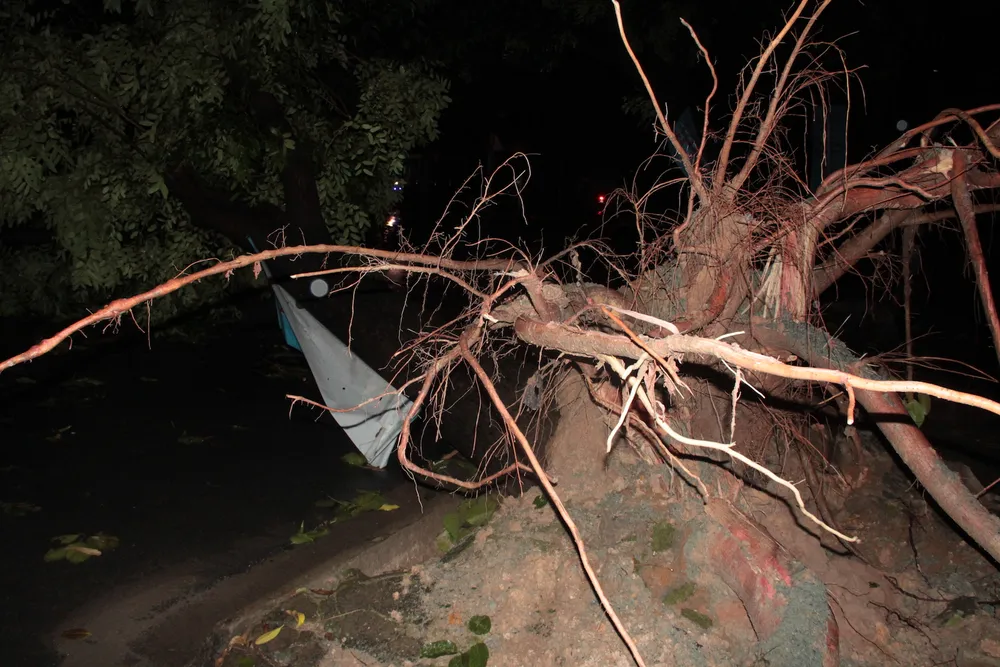 Mưa lớn, hàng loạt cây xanh bật gốc ngã đè nhà dân ở TPHCM ảnh 4