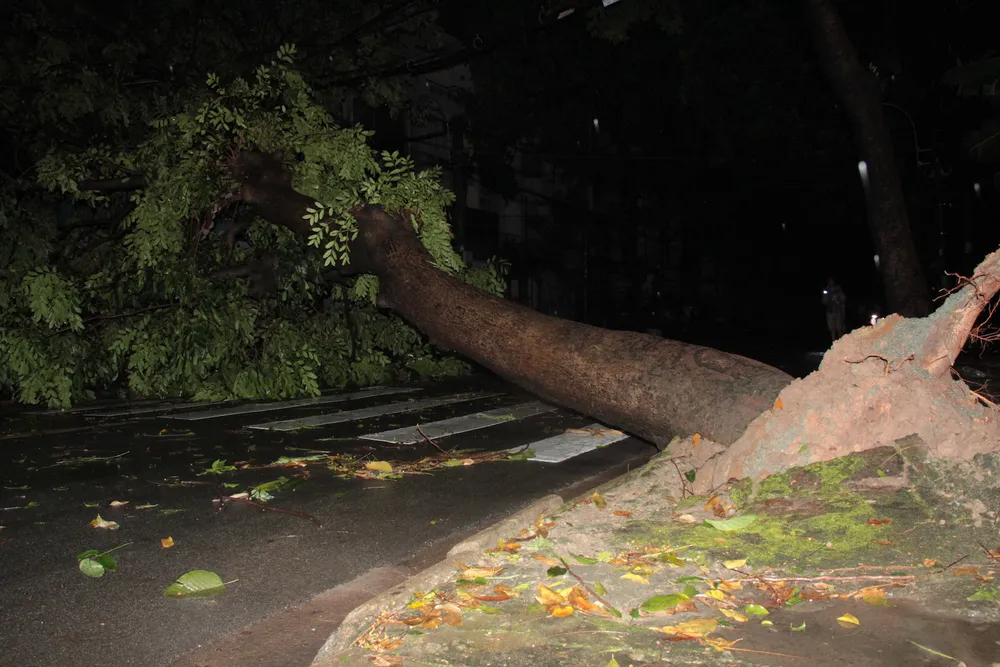 Mưa lớn, hàng loạt cây xanh bật gốc ngã đè nhà dân ở TPHCM ảnh 5