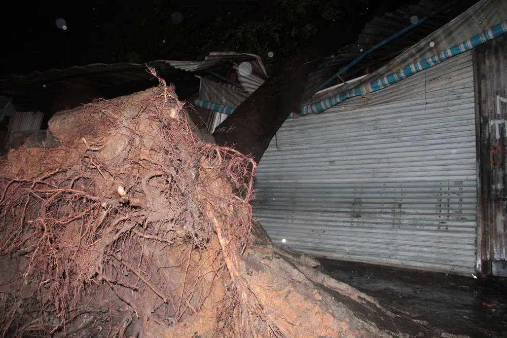 Mưa lớn, hàng loạt cây xanh bật gốc ngã đè nhà dân ở TPHCM ảnh 1