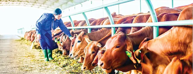 Cẩn trọng nhóm cổ phiếu Gia Lai ảnh 1