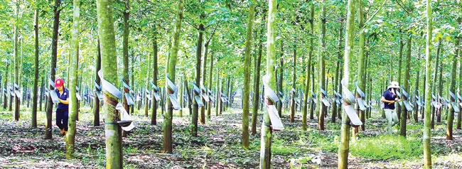 Cẩn trọng nhóm cổ phiếu Gia Lai ảnh 2