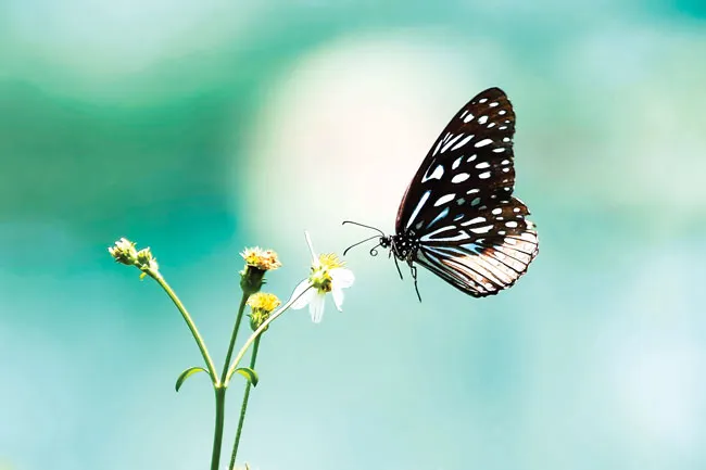 Ngắm bướm ở Mã Đà ảnh 1