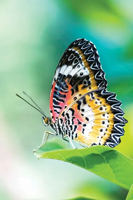 Ngắm bướm ở Mã Đà ảnh 2