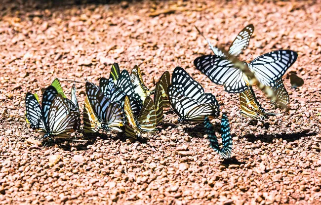 Ngắm bướm ở Mã Đà ảnh 3