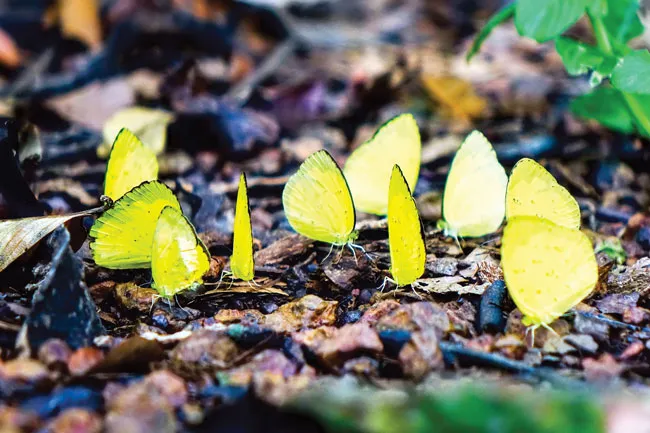 Ngắm bướm ở Mã Đà ảnh 4