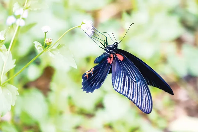 Ngắm bướm ở Mã Đà ảnh 5