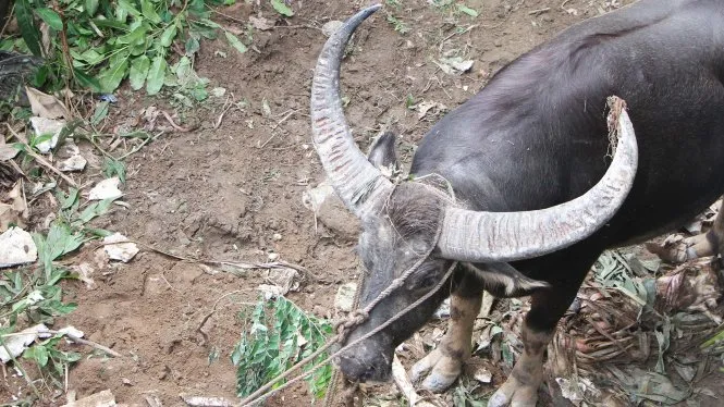 Chọi trâu: giữ hay bỏ?