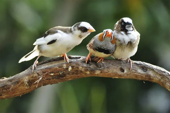 Ảnh động vật hài hước dự thi giải quốc tế 