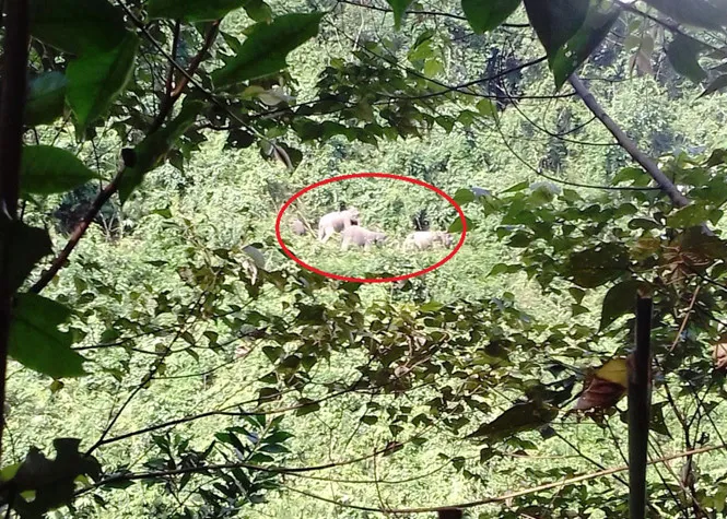 Đàn voi rừng từng xuất hiện ở xã Quế Lâm vào tháng 2.2017.