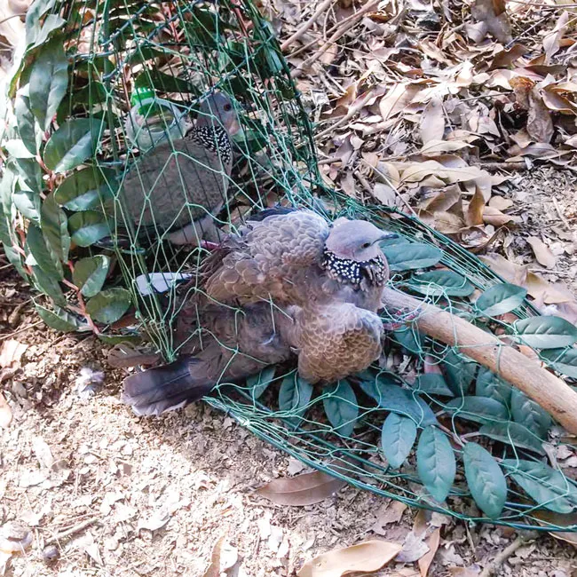 Gác cu vùng ngoại ô ảnh 2