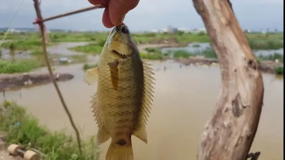 Hấp dẫn câu rê cá lóc vùng ven thành phố ảnh 5