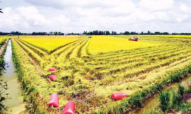 Vui buồn phu lúa miền Tây ảnh 2