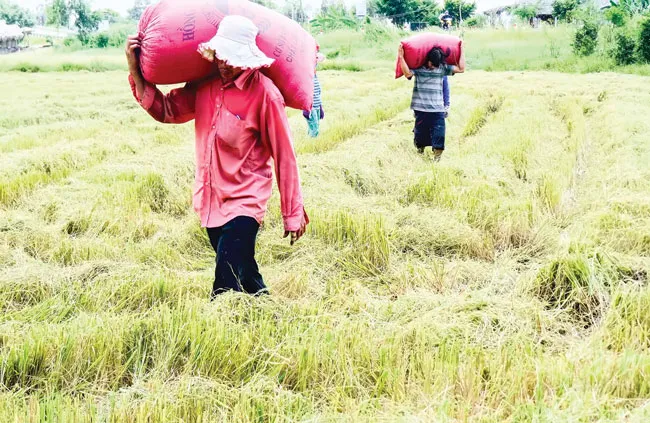 Vui buồn phu lúa miền Tây ảnh 1