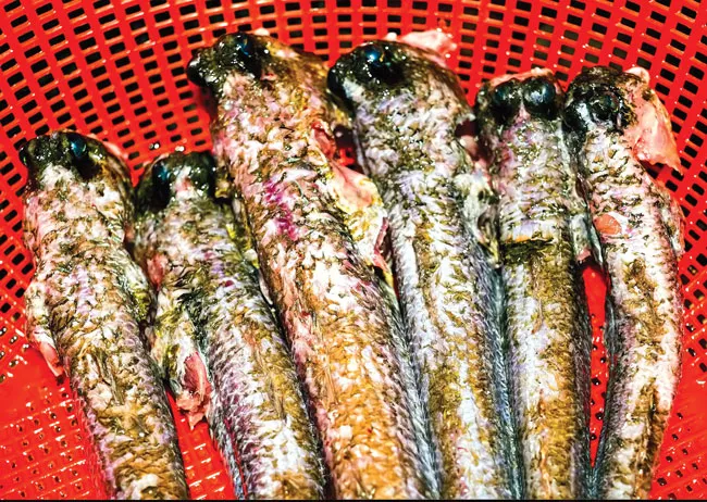 Cá thòi lòi - Dị hợm, kỳ lạ ảnh 5