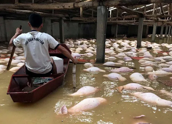 Dân bơi ghe, nhìn đàn lợn chết đuối trong nước lũ. Dan lon gan 4.000 con chet trong dong nuoc lu hinh anh 2