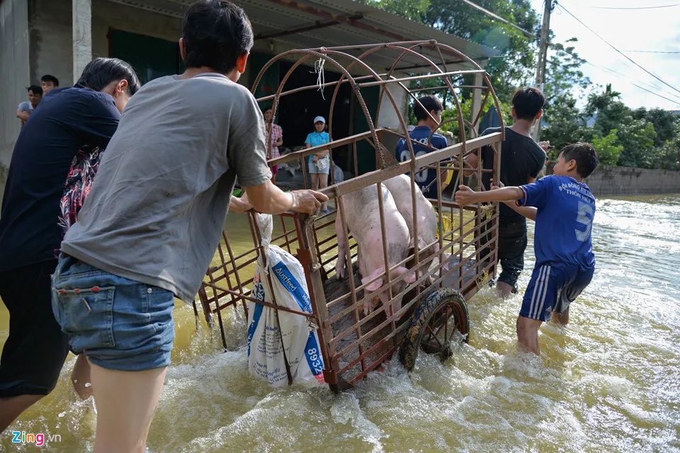 Mặc dù đã sang ngày thứ hai của đợt nước lũ nhưng nhiều hộ gia đình vẫn phải tất bật di chuyển gia súc lên khu vực cao hơn. Cuoc song dao lon vi nuoc lu tran vao nha hinh anh 2