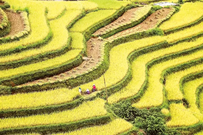 Hoang sơ, thơ mộng Hoàng Su Phì ảnh 7