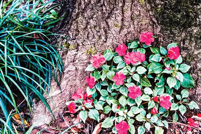 Ba Vì trong muôn sắc hoa ảnh 1