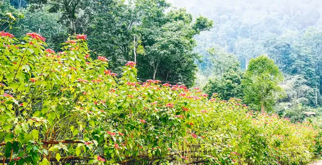 Ba Vì trong muôn sắc hoa ảnh 7