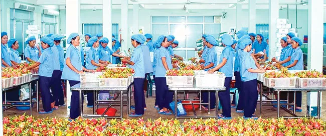 Tham vọng 10 tỷ USD rau củ quả ảnh 1