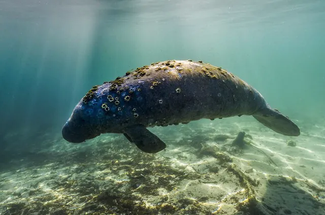 Những ‘quái thú’ dưới lòng đại dương