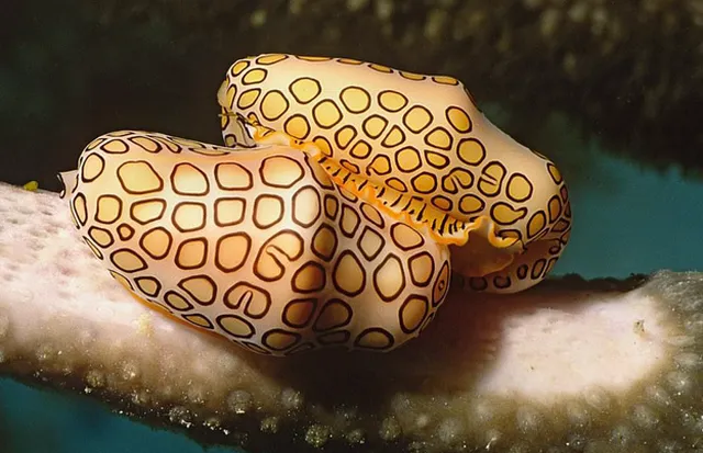 Những ‘quái thú’ dưới lòng đại dương