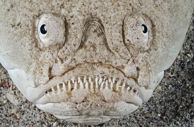 Những ‘quái thú’ dưới lòng đại dương