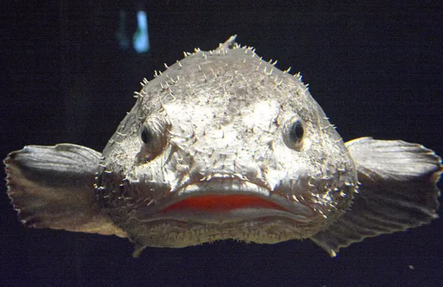 Những ‘quái thú’ dưới lòng đại dương