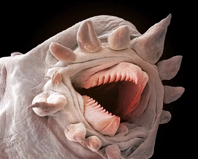 Những ‘quái thú’ dưới lòng đại dương