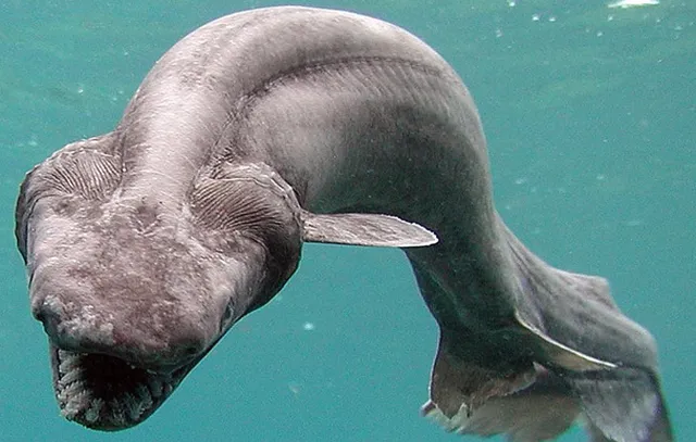 Những ‘quái thú’ dưới lòng đại dương