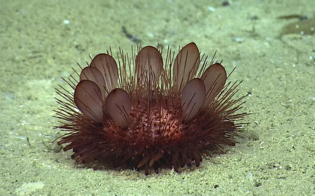 Những ‘quái thú’ dưới lòng đại dương