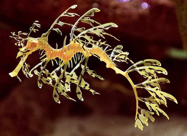 Những ‘quái thú’ dưới lòng đại dương