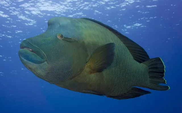 Những ‘quái thú’ dưới lòng đại dương