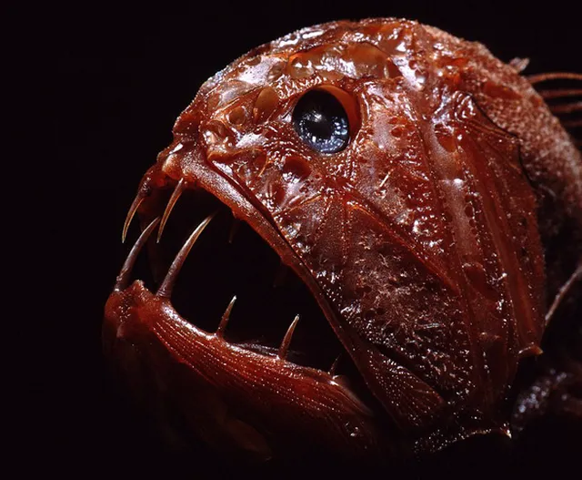 Những ‘quái thú’ dưới lòng đại dương