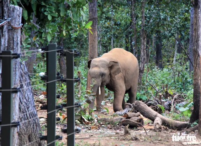 Rừng suy giảm, voi rừng liên tục tấn công, phá hoại cây trồng - Ảnh 3. Rừng suy giảm, voi rừng liên tục tấn công, phá hoại cây trồng - Ảnh 3.