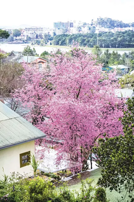 Đà Lạt rực sắc mai anh đào ảnh 2