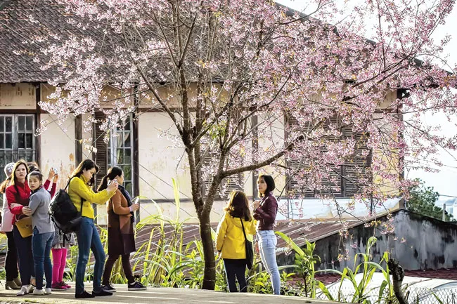Đà Lạt rực sắc mai anh đào ảnh 4