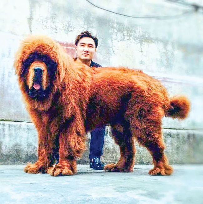 Mãnh cẩu Tây Tạng ảnh 1