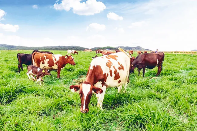 Australia - Làm giàu từ nông nghiệp ảnh 4