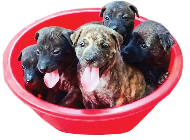 Chó quý Phú Quốc ảnh 2