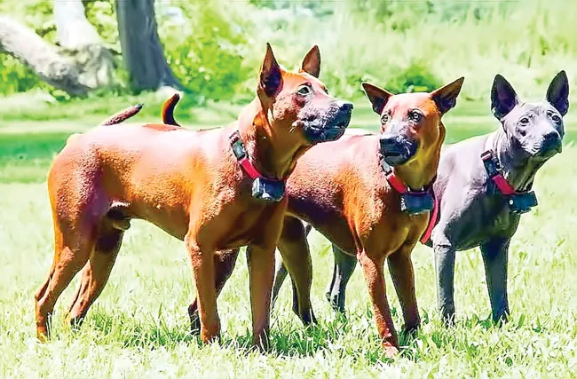 Chó quý Phú Quốc ảnh 1