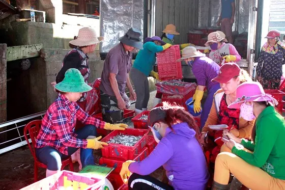 Quảng Ngãi: Ra khơi đầu năm, thu hàng chục tấn cá cơm ảnh 1