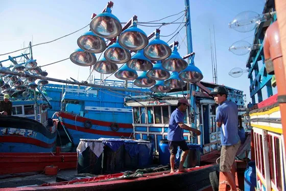 Quảng Ngãi: Ra khơi đầu năm, thu hàng chục tấn cá cơm ảnh 2