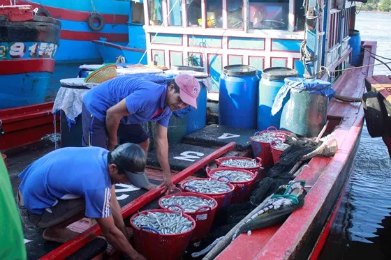 Quảng Ngãi: Ra khơi đầu năm, thu hàng chục tấn cá cơm ảnh 3