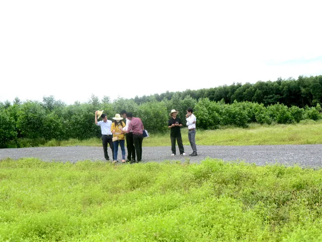 Bùng phát cơn sốt đất ảnh 1