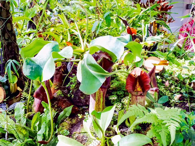 “Khủng long” Amazon ảnh 5