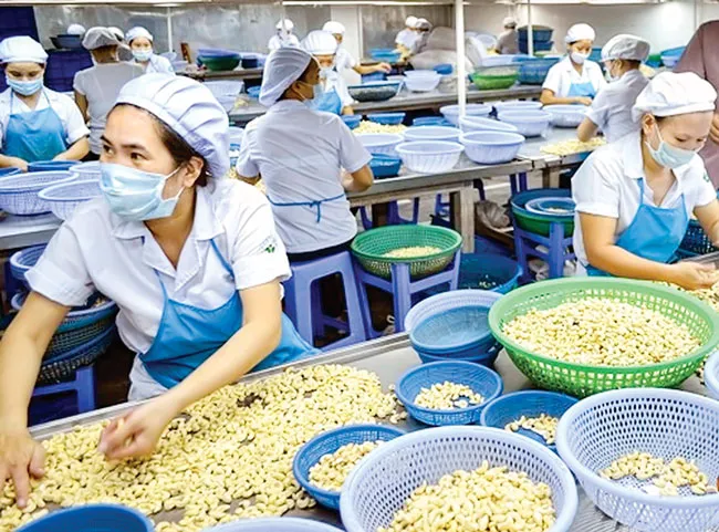 Ngành điều : Xuất khẩu lớn, thua lỗ nhiều? ảnh 1