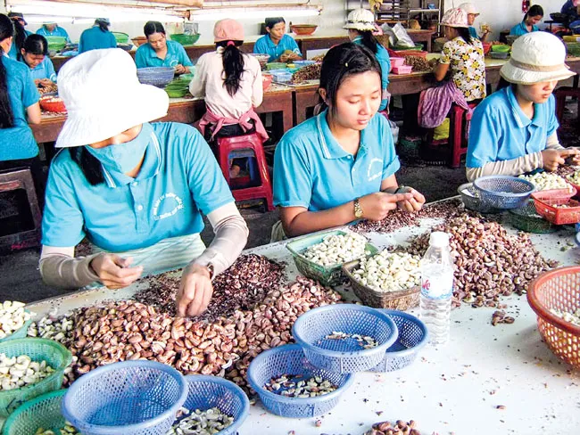 Phát triển nông sản Việt Nam: Tư duy ngắn, thiếu tầm nhìn ảnh 1