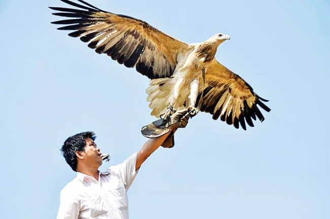 Thú nuôi đại bàng ảnh 1